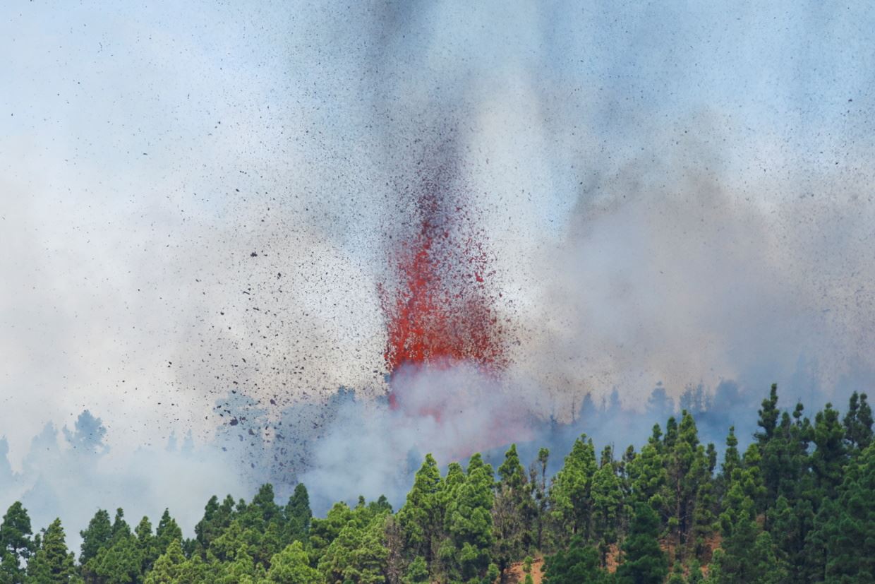 Afectate de cenușa vulcanică, mai mult de 50% din banane din La Palma, Spania...